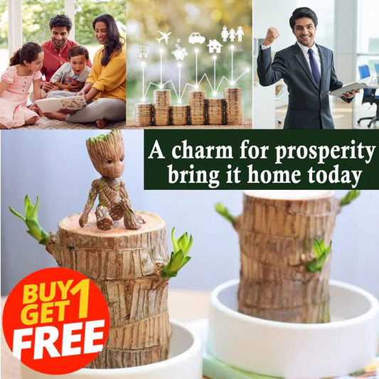 🌱Lucky Brazil Wood Money Magnet Plant 🌱 Buy 1 Get 1 Free🔥